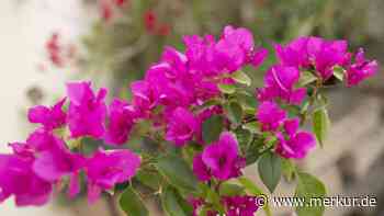 Bougainvillea überwintern: So übersteht die Drillingsblume die kalte Jahreszeit