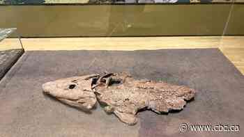 New research involving Nunavut fossil raises question over the origin of necks