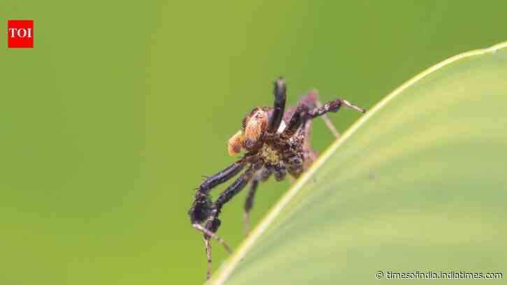 Do spiders dream? Researchers studying spiders have found sleep patterns resembling REM sleep
