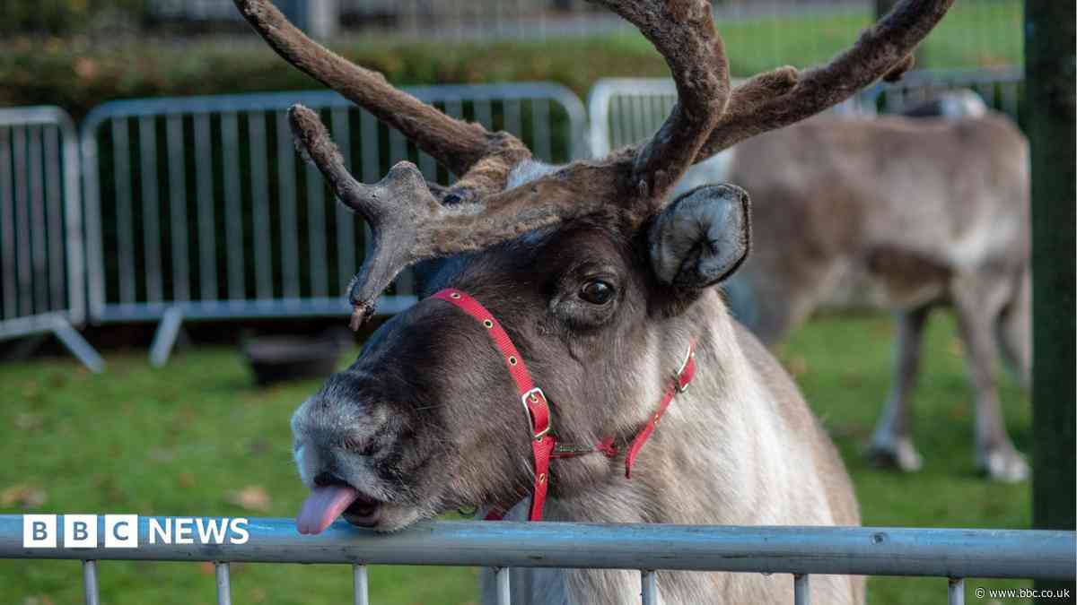 Christmas fair organisers cancel reindeer booking