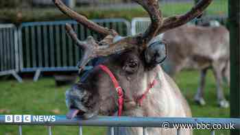 Christmas fair organisers cancel reindeer booking