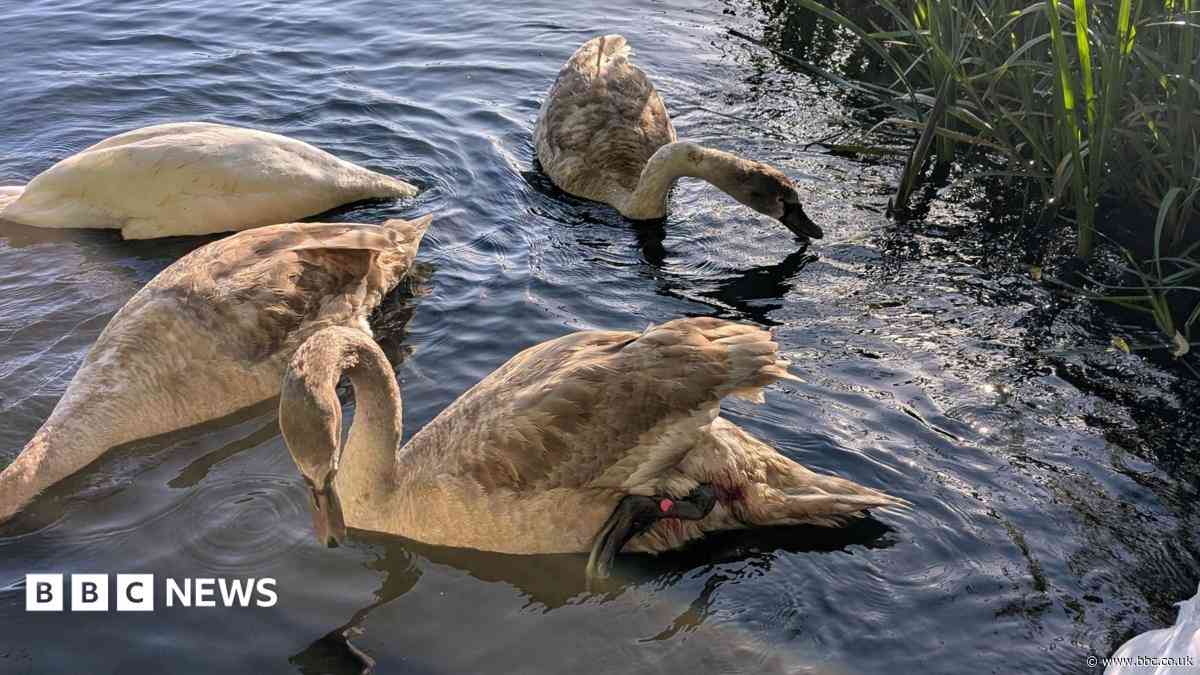 Warning to anglers after cygnet injured by hook