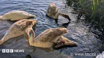 Warning to anglers after cygnet injured by hook