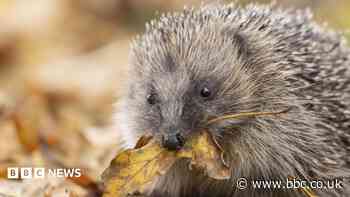 Will a new strategy help protect Northern Ireland's nature?