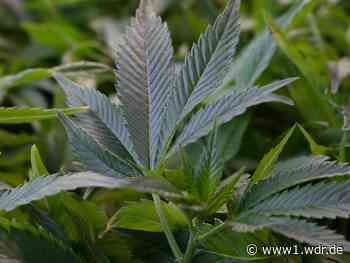 Polizei entdeckt große Cannabisplantage in Troisdorf