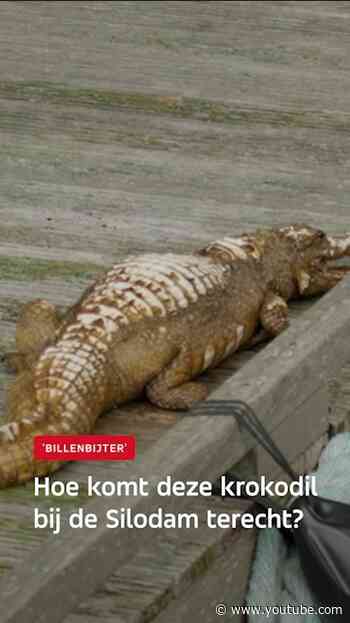 Krokodil op steiger Silodam
