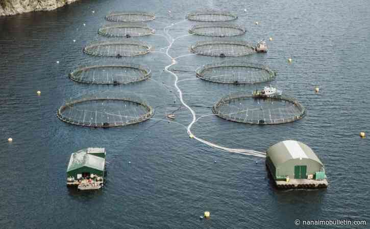 Federal diagnostic rules may be masking outbreaks in farmed salmon