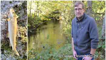 Rätsel um tausende tote Fische im Pertensteiner Mühlbach: Gelangte Gift ins Wasser?