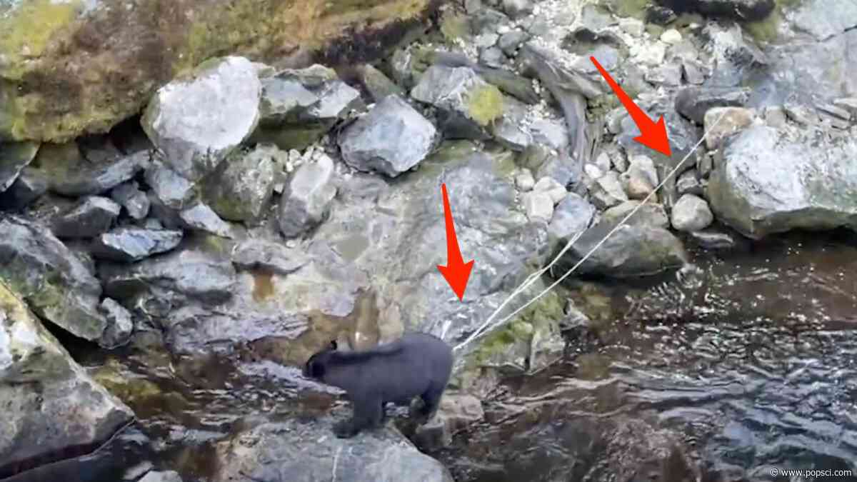 Bear with multiple tapeworms sticking out of its butt wins award