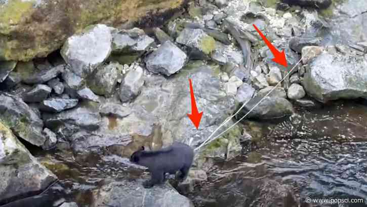 Bear with multiple tapeworms sticking out of its butt wins award