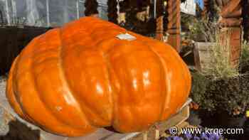 New Mexico man breaks state record for giant pumpkin, again