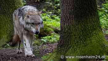 Kind bei Tier-Angriff schwer verletzt: War es eine Wolf-Attacke?