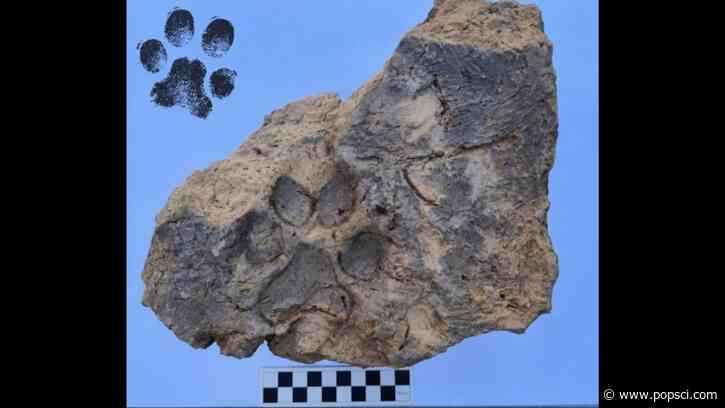 Dog’s paw print found in a 3,700-year-old brick