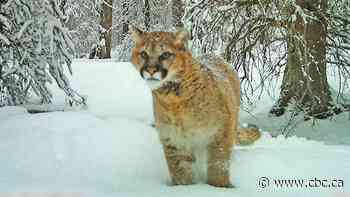 Most cougar deaths in Alberta study were caused by people