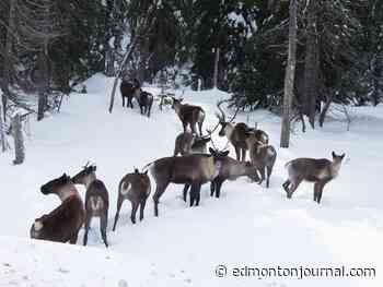 Opinion: Logging is keeping Alberta's mountain caribou from migrating and at risk of extinction