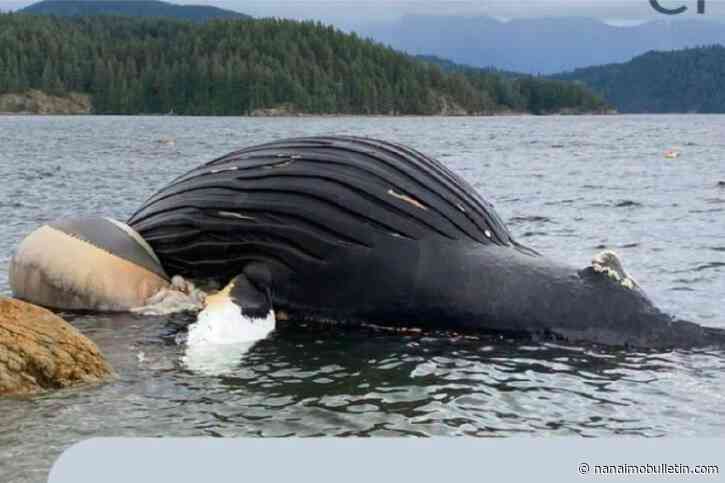 Dead humpback whale identified, DFO investigating