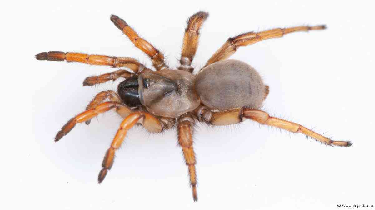 Spider named after Stephen Colbert has twice as many chromosomes as you