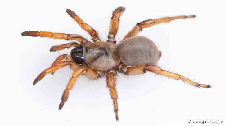 Spider named after Stephen Colbert has twice as many chromosomes as you