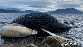 Humpback whale found dead was struck by B.C. Ferries vessel: DFO