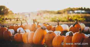 Don’t trash it, smash it: Give your Halloween pumpkin a second life