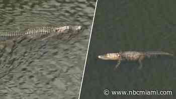 Alligator enters Wilton Manors backyard during king tides, police say