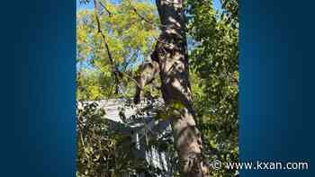 Austin firefighters say raccoon stuck in tree is 'alive and unharmed'