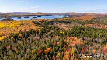 AV Group is selling timberland attached to Nackawic mill, N.B. is among the bidders