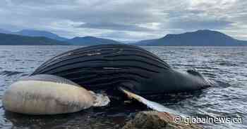 Humpback whale ‘Notcho’ dies after being hit by BC Ferries vessel