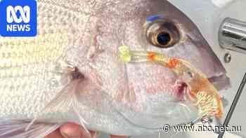 End in sight for controversial snapper fishing ban in SA