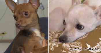 Rescued chihuahuas begin recovery after Wake County animal cruelty case
