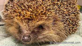 Hefty Hercules the football-sized hedgehog is rescued after getting stuck in a shed door