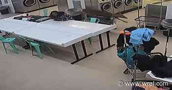 Oh deer! Deer hits woman, crashes through window at Winston-Salem laundromat