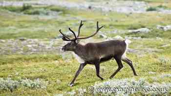 Reindeer axed from Yorkshire Christmas Fair as organisers 'give in to woke bullies'