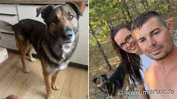 „Haben 3000 Kilometer zurückgelegt“: Verzweifeltes Paar aus Bayern sucht seinen Schäferhund