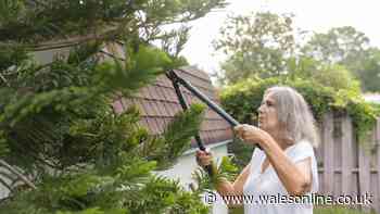 Police shares exactly what to do when neighbour's tree overhangs your garden