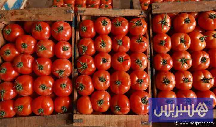 أسعار الطماطم تحلق عاليا بالأسواق .. ومهنيون ينفون مسؤولية التصدير