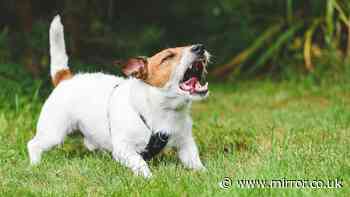 Police on your rights when the neighbour’s dog barks all day and night
