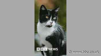 'Cats deserve the same road protection as dogs'