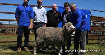 Buoyant local confidence at Carrabungla Merinos lifts ram sale figures