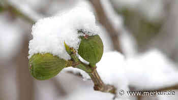 Im Kübel überwintert der Feigenbaum anders als im Beet – was Sie jetzt wissen müssen