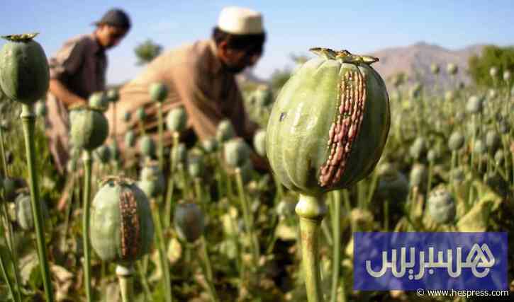 تزايد زراعة "خشخاش الأفيون" في أفغانستان رغم حظر حكومة طالبان