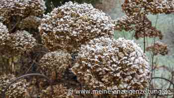 Darum sollten Hortensienliebhaber im Herbst die Schere weglegen