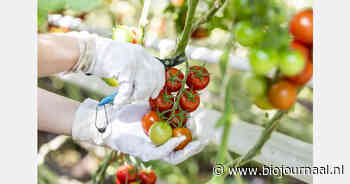 Patent op tomaten met natuurlijke ToBRFV-resistentie ingeperkt