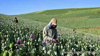 Opiumproduktion in Afghanistan stark gestiegen
