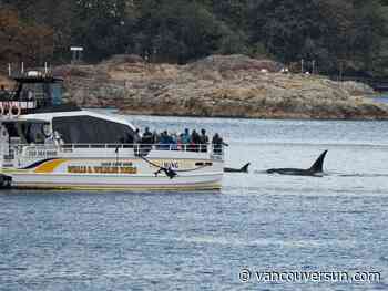 B.C. whale advocacy group calls for stricter rules to protect whales