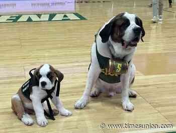 Baloo helping to coach Baby Baloo, Siena University’s new mascot in training