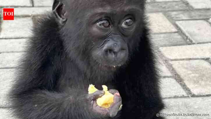 Wildlife traffickers may have killed her family to capture her; rescued baby gorilla Bili begins a second life in Congo