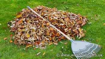 Thursday warning for UK homeowners with leaf piles and pampas grass in their gardens