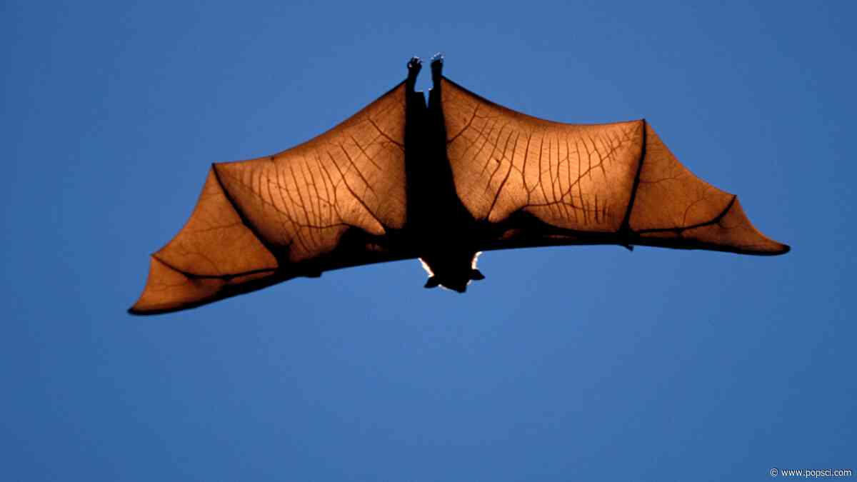 The puppy-sized bats of Madagascar are shrinking