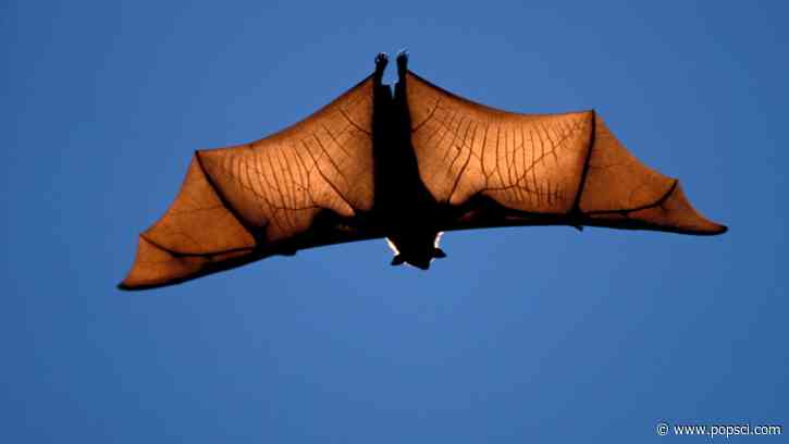 The puppy-sized bats of Madagascar are shrinking